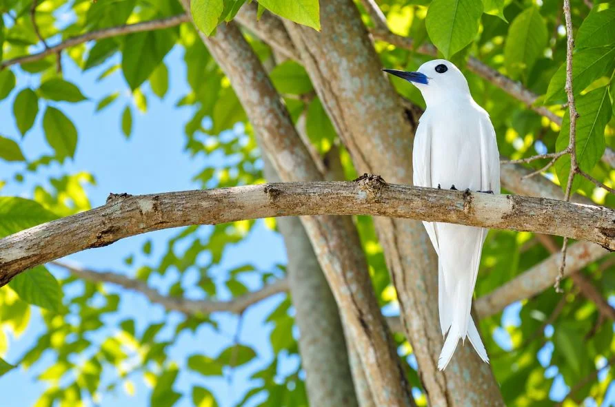 White seabird among tropical leaves in the Maldives